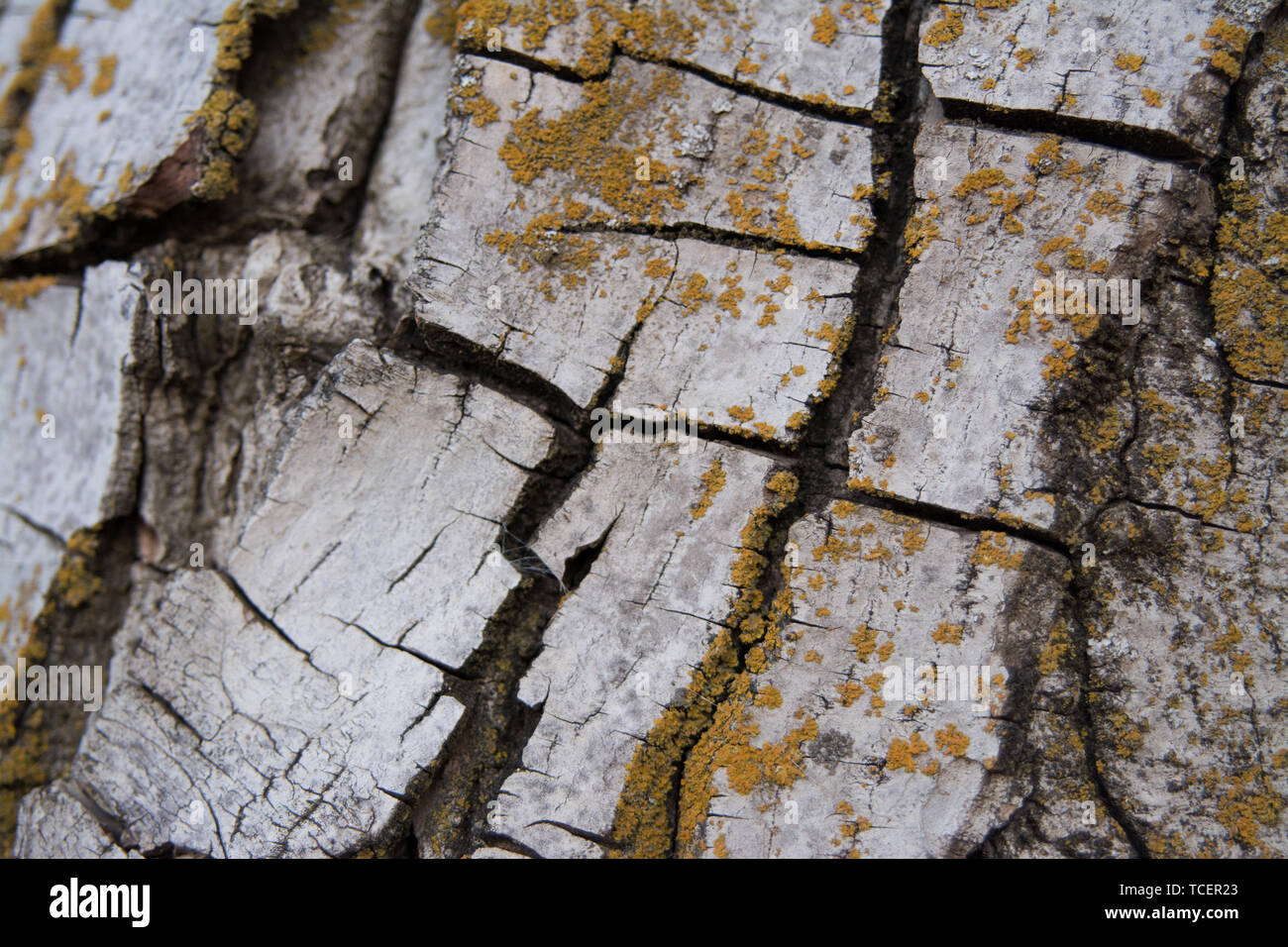 gray tree bark Stock Photo Alamy