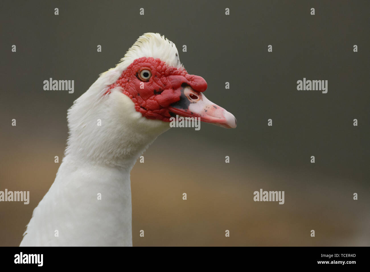 Portrait of a Muscovy duck Stock Photo - Alamy