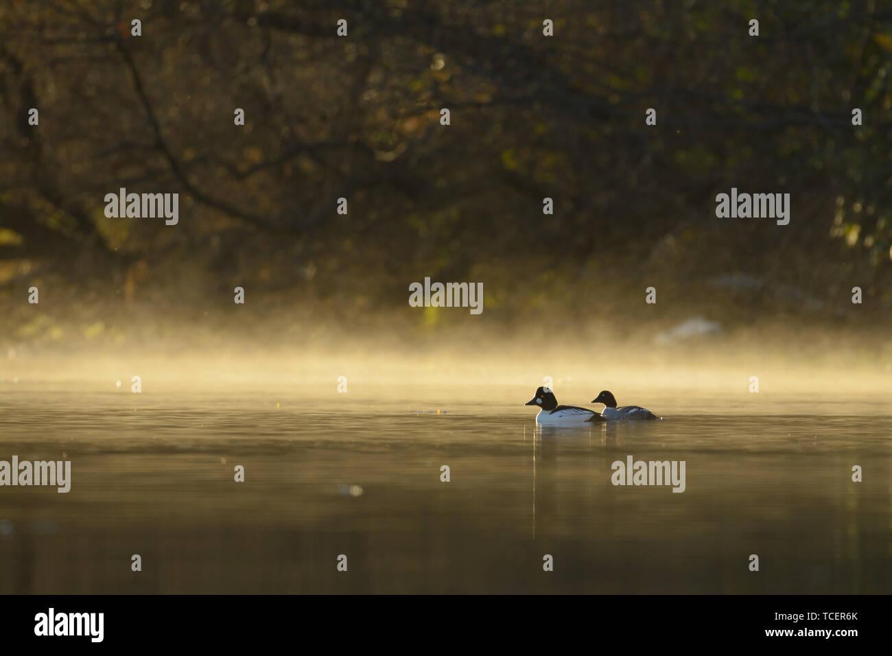 Male afn female common goldeneye swim into the fog rising from the water. Stock Photo