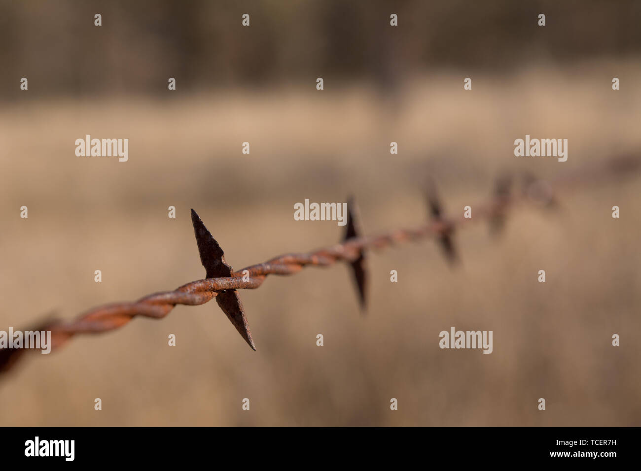old rusted barbed wire Stock Photo
