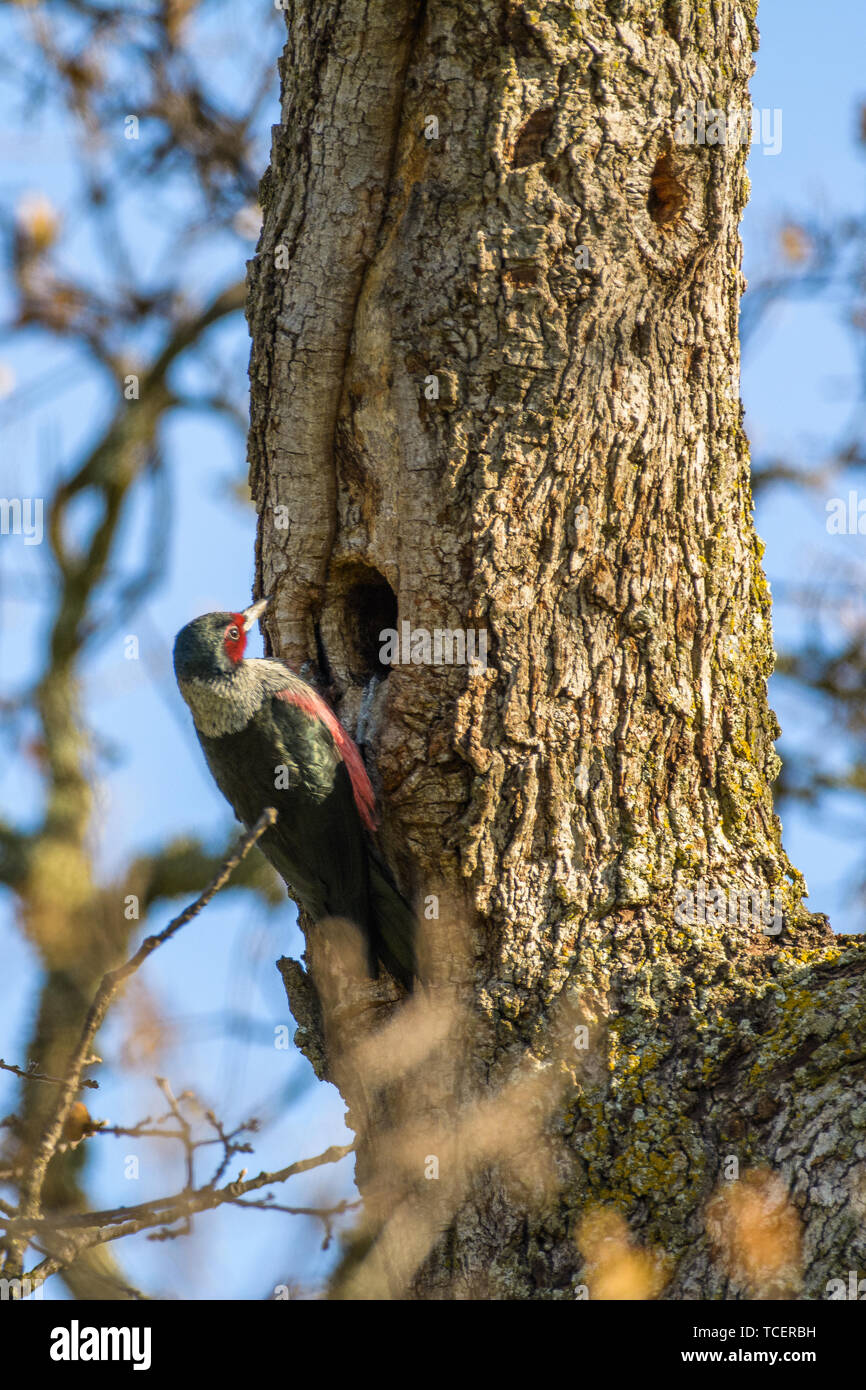 Close up view of black flicker with pink chest sitting on tree and making cavity on background of blue clear sky Stock Photo