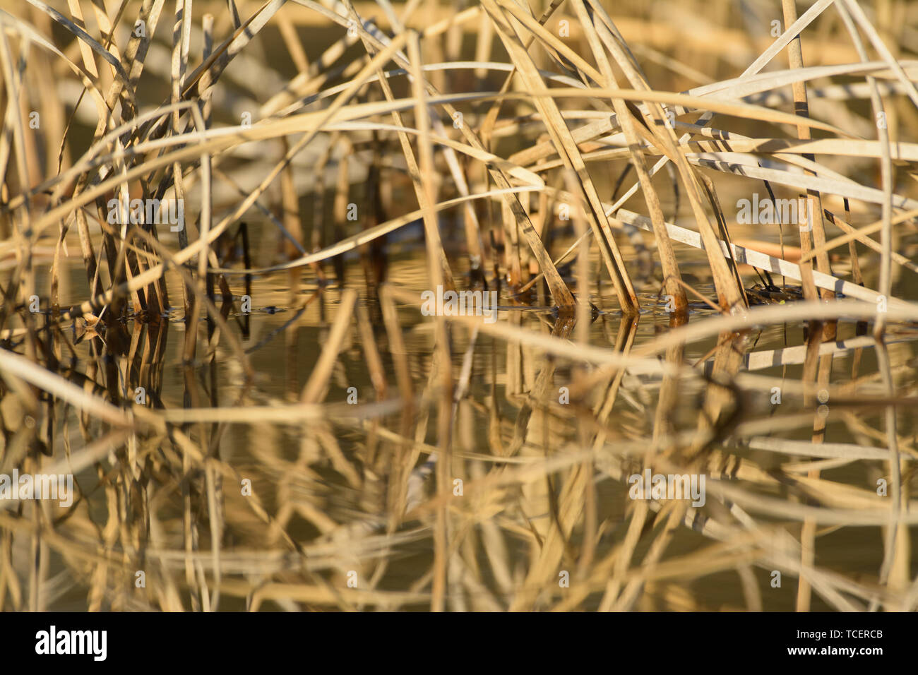 Closeup view of withered yellow sedge growing in lake Stock Photo