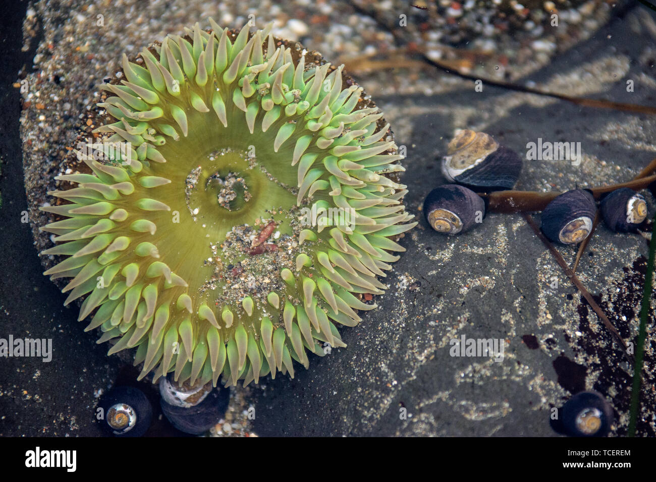 Close-up of big natural green anemone growing on rock with many seashells in water Stock Photo