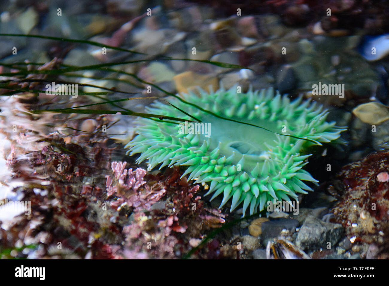 Close-up shot of green anemone growing on rough rock in seaweed underwater Stock Photo