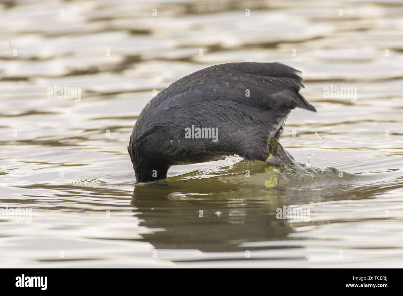 Side view of dark drake dipping for food in waving river Stock Photo