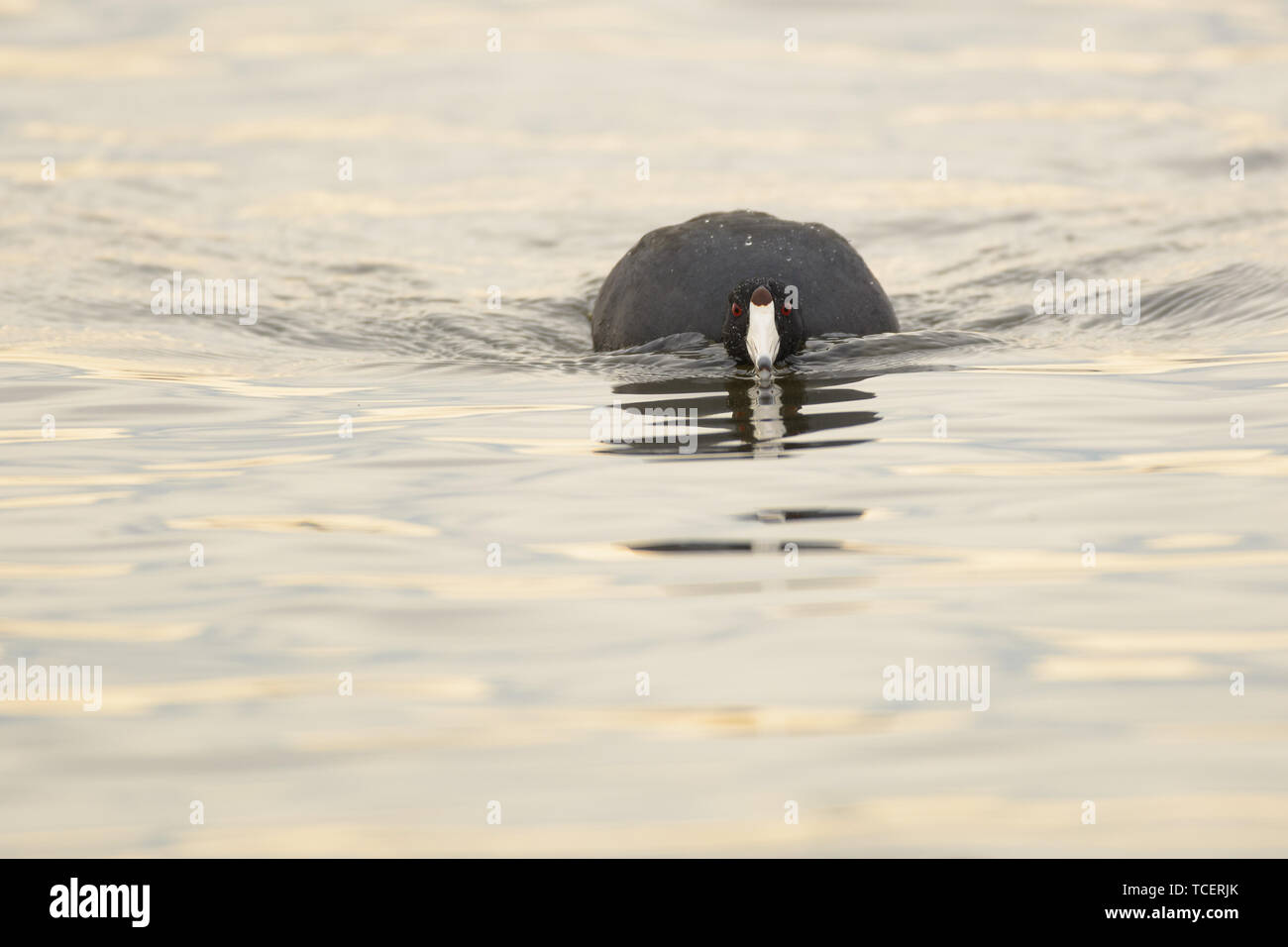 Black drake floating in waving river and looking at camera Stock Photo