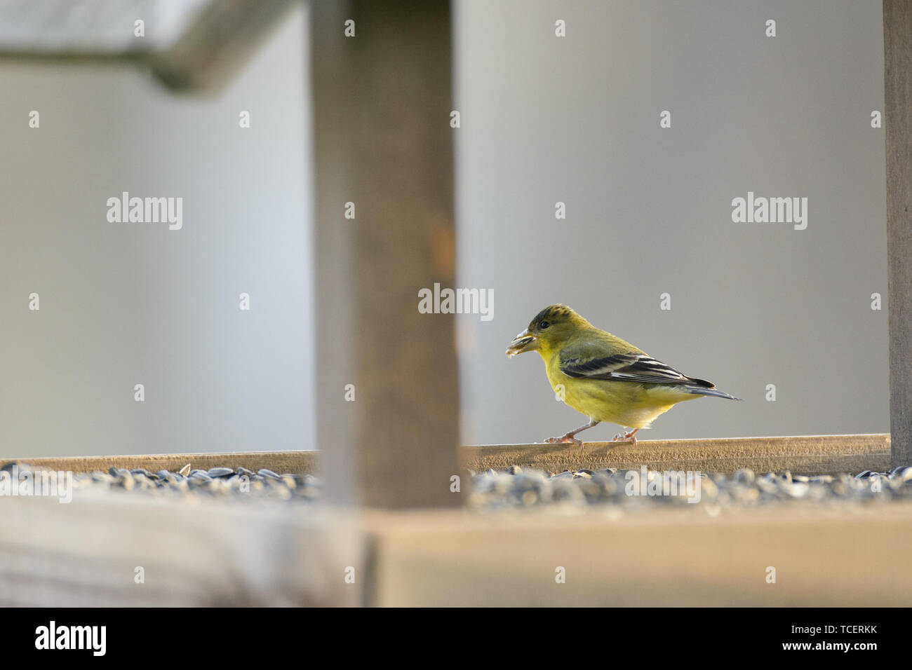 Back view of Arabian golden sparrow catching food standing on edge of wood bird box Stock Photo