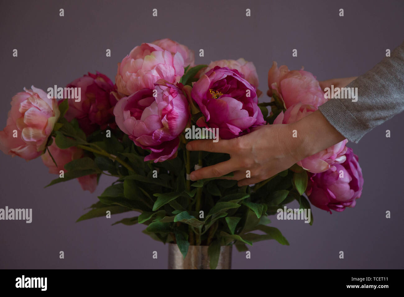 Female hands arranging pink peony  flowers closeup  Stock Photo