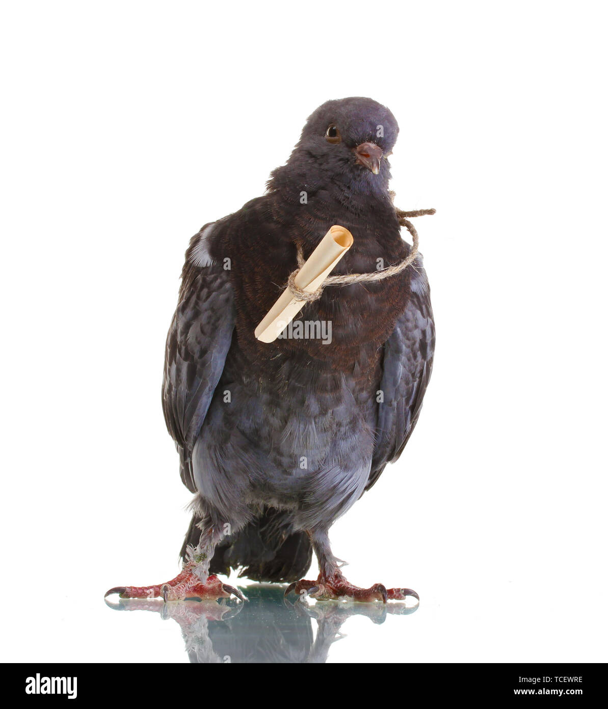 One grey messengerpigeon isolated on white Stock Photo Alamy