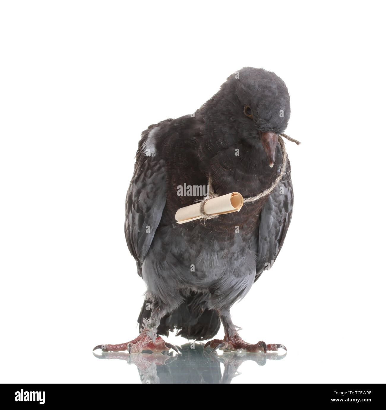 Messenger Pigeon Flying Stock Photos & Messenger Pigeon Flying Stock