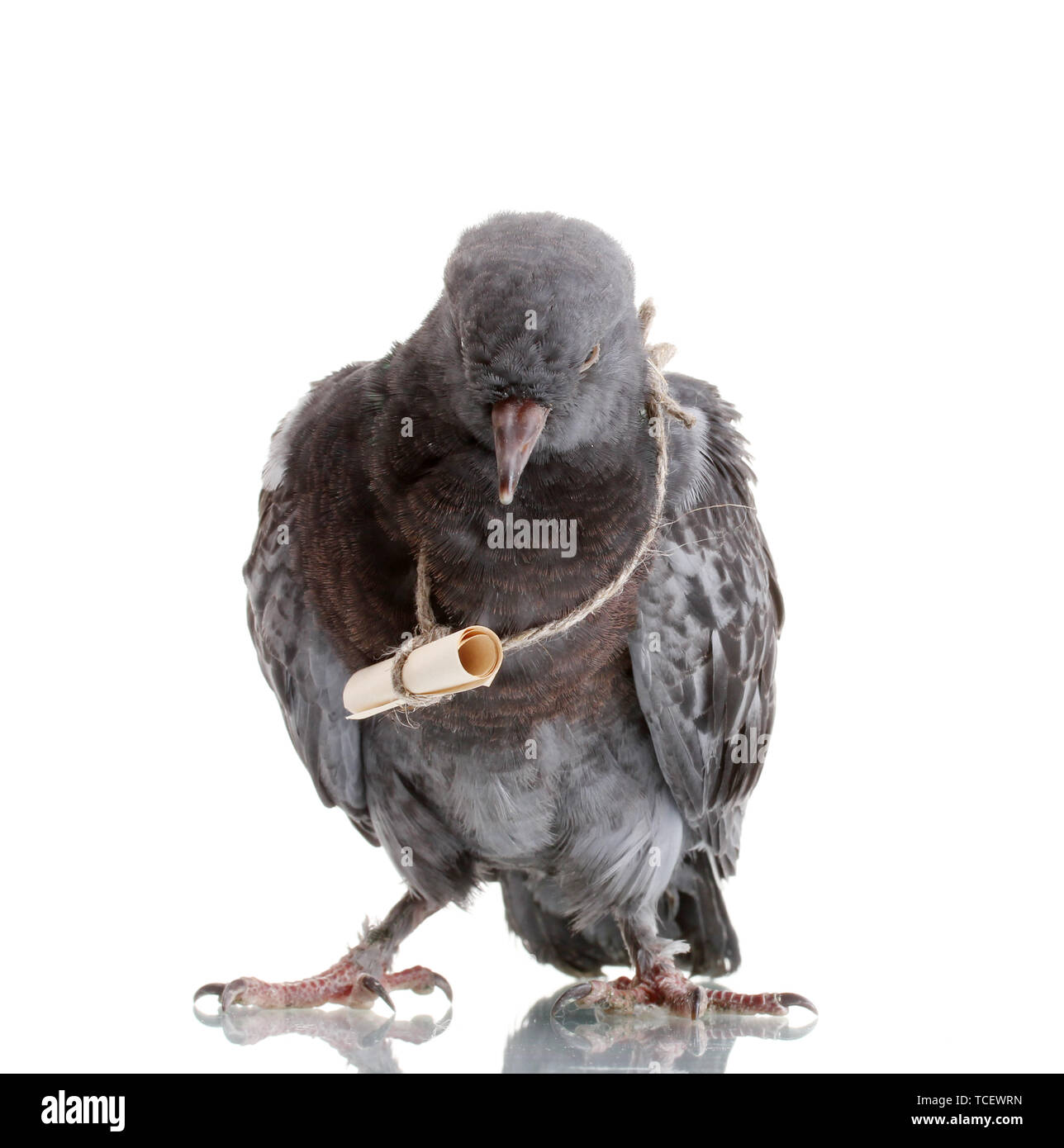 Messenger Pigeon Flying Stock Photos & Messenger Pigeon Flying Stock Images Alamy