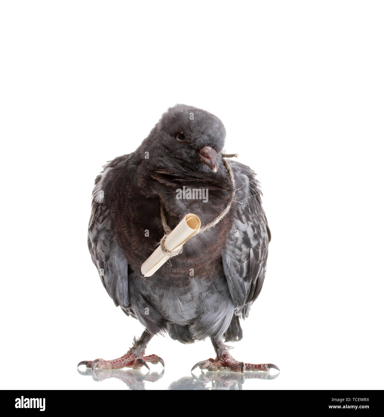 Messenger Pigeon Flying High Resolution Stock Photography and Images