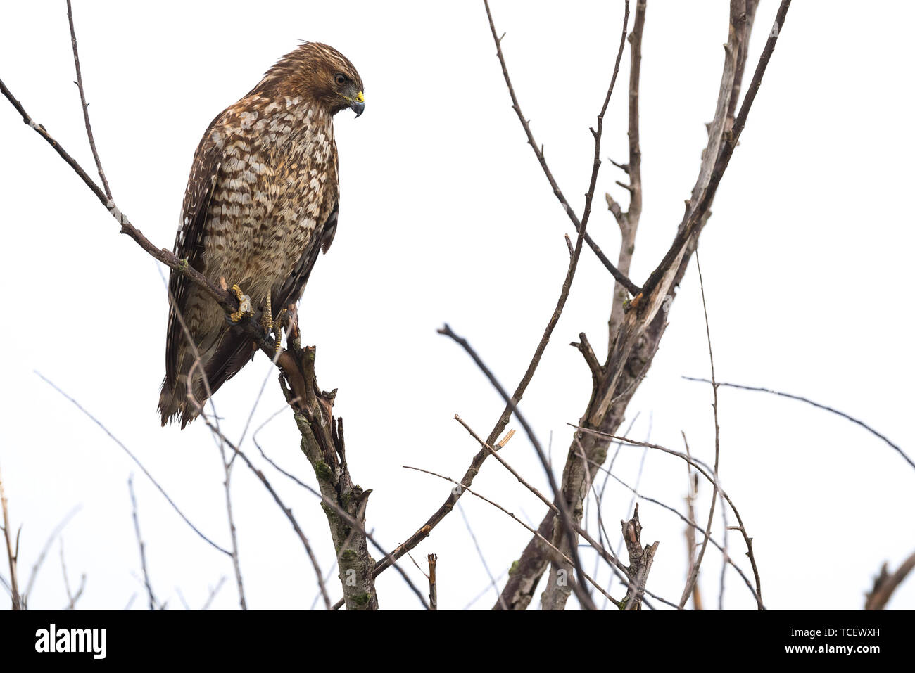 A Northern Harrier Hawk looking down for prey from a small tree limb ...