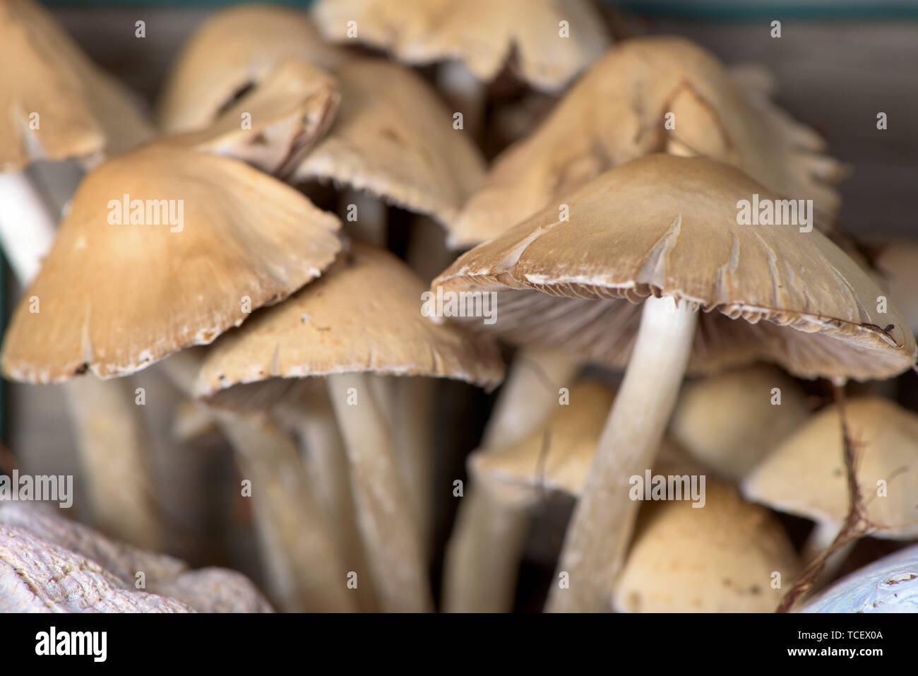 Brown cap mushrooms hi-res stock photography and images - Alamy