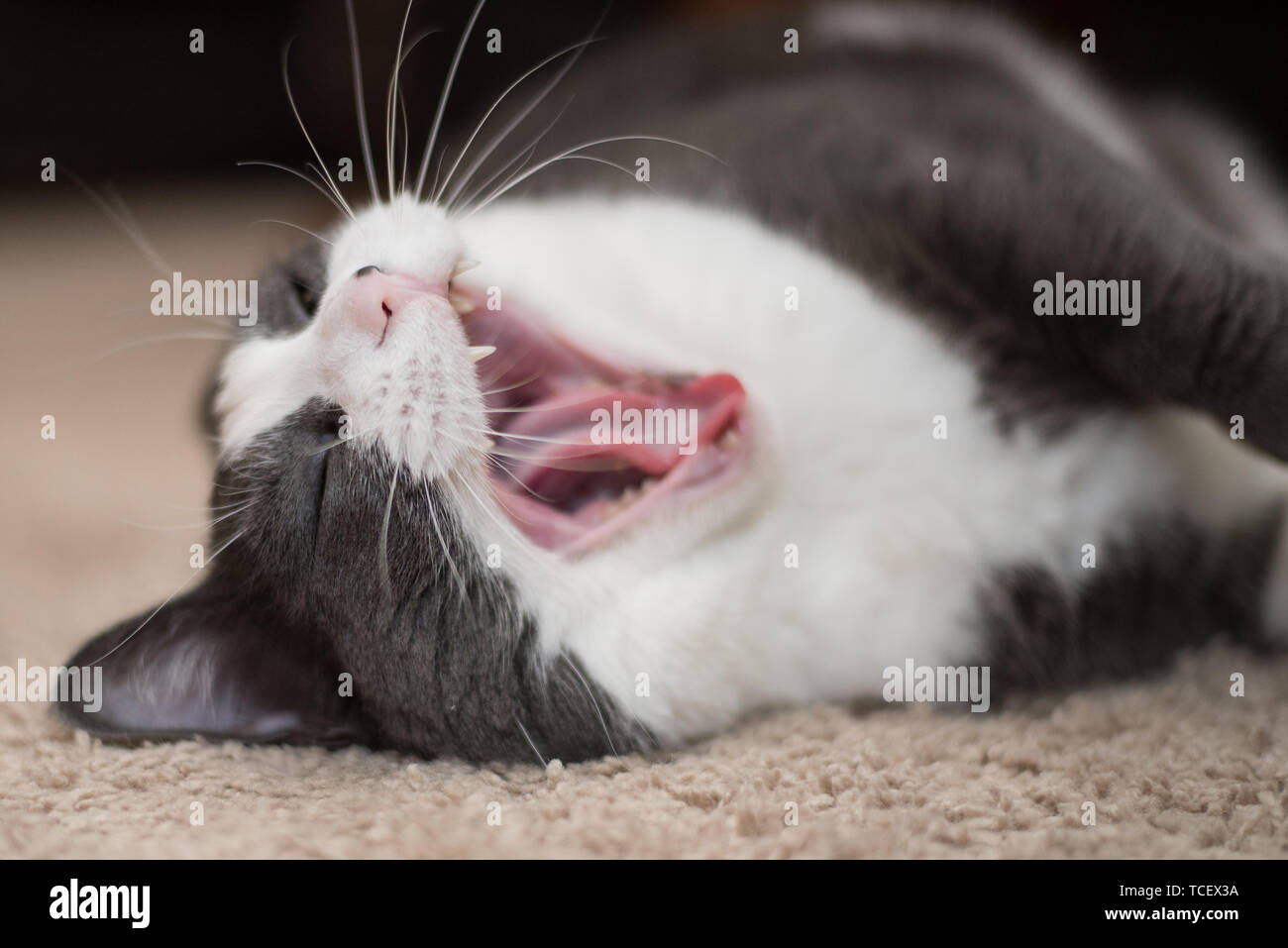 A white and grey cat rolling around on carpet eyes closed opening mouth wide Stock Photo