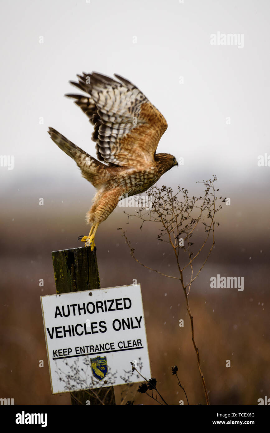 West Sacramento, California - 01/03/2017; Red shouldered hawk taking flight at the yolo bypass wildlife area. Stock Photo