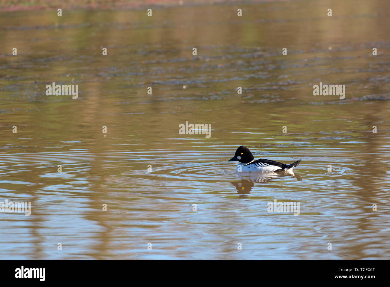 Side view of black and white garrot floating in brown rippling water Stock Photo