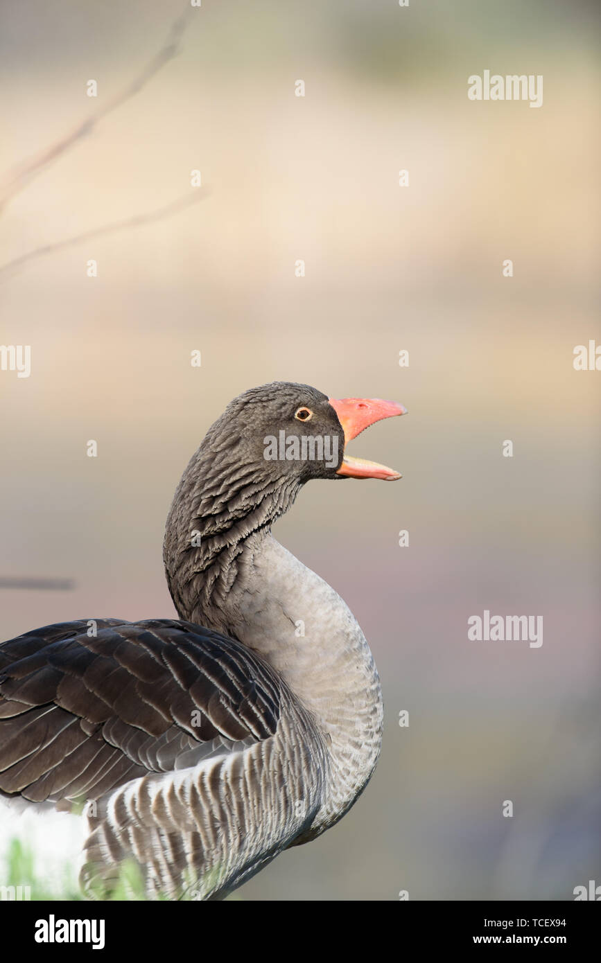 Why Is My Dog Honking Like A Goose