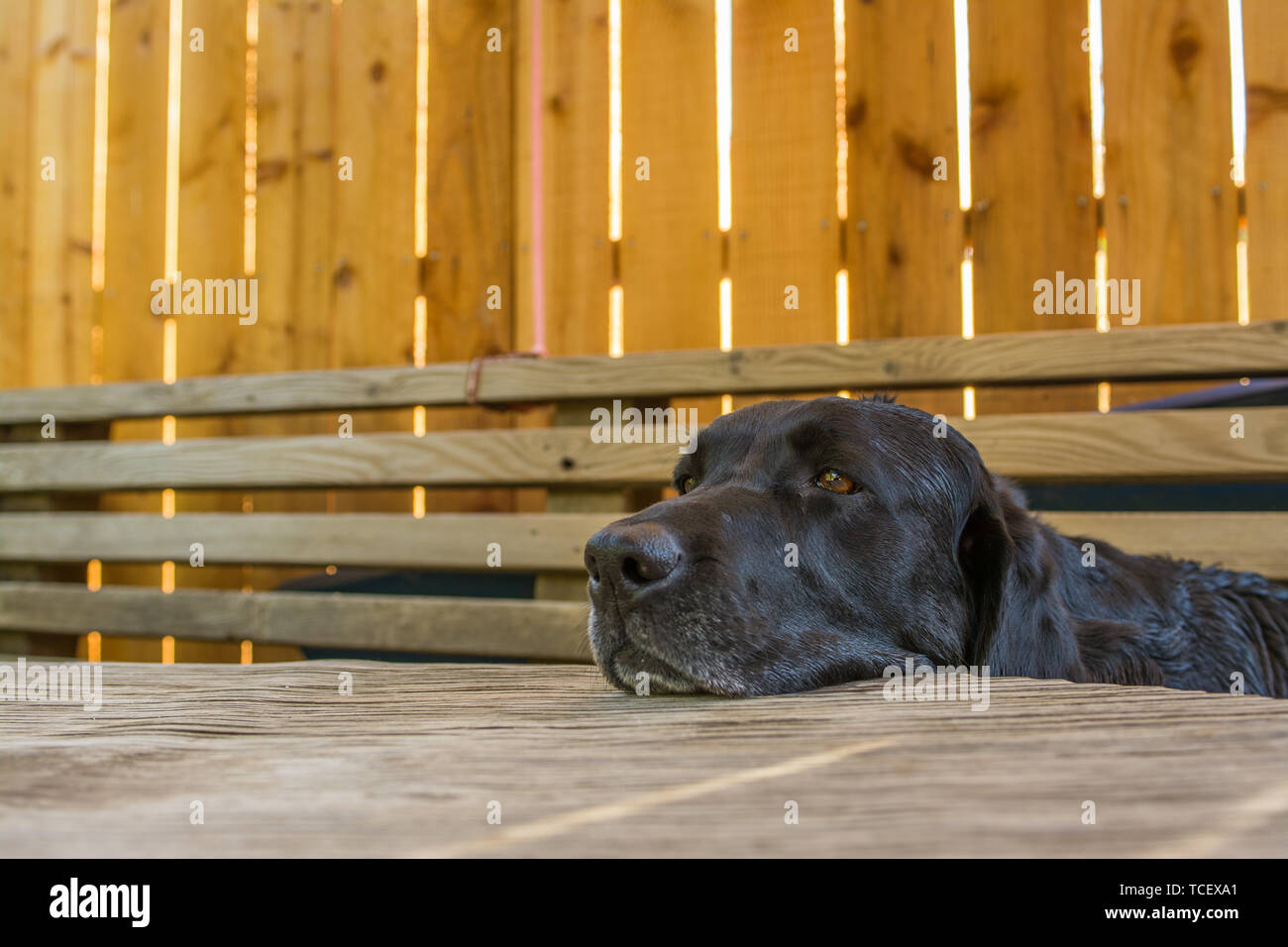 Beautiful tired black colored Labrador dog putting head on wood table outdoors in rest Stock Photo