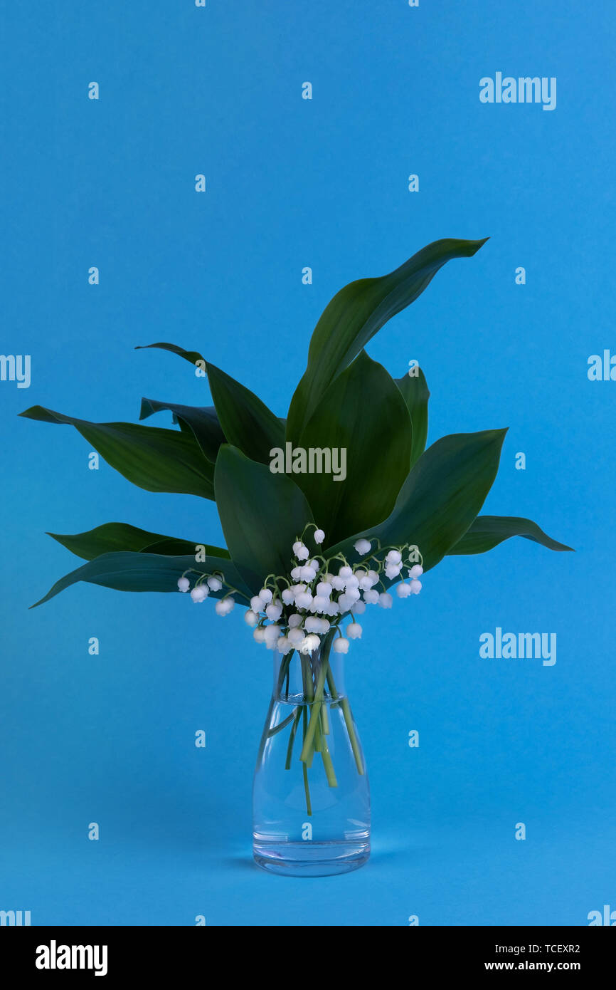 Lily of the valley in vase on a blue background. Art minimalism concept