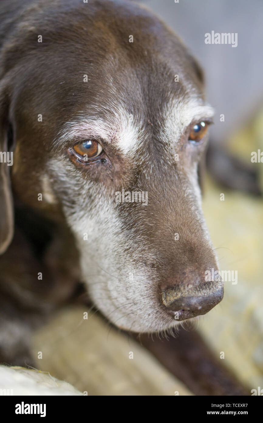old chocolate Labrador Stock Photo Alamy