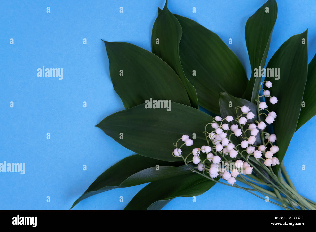Lily of the valley in vase on a blue background. Art minimalism concept