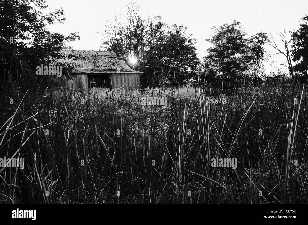 Barn tall grass Black and White Stock Photos & Images - Alamy