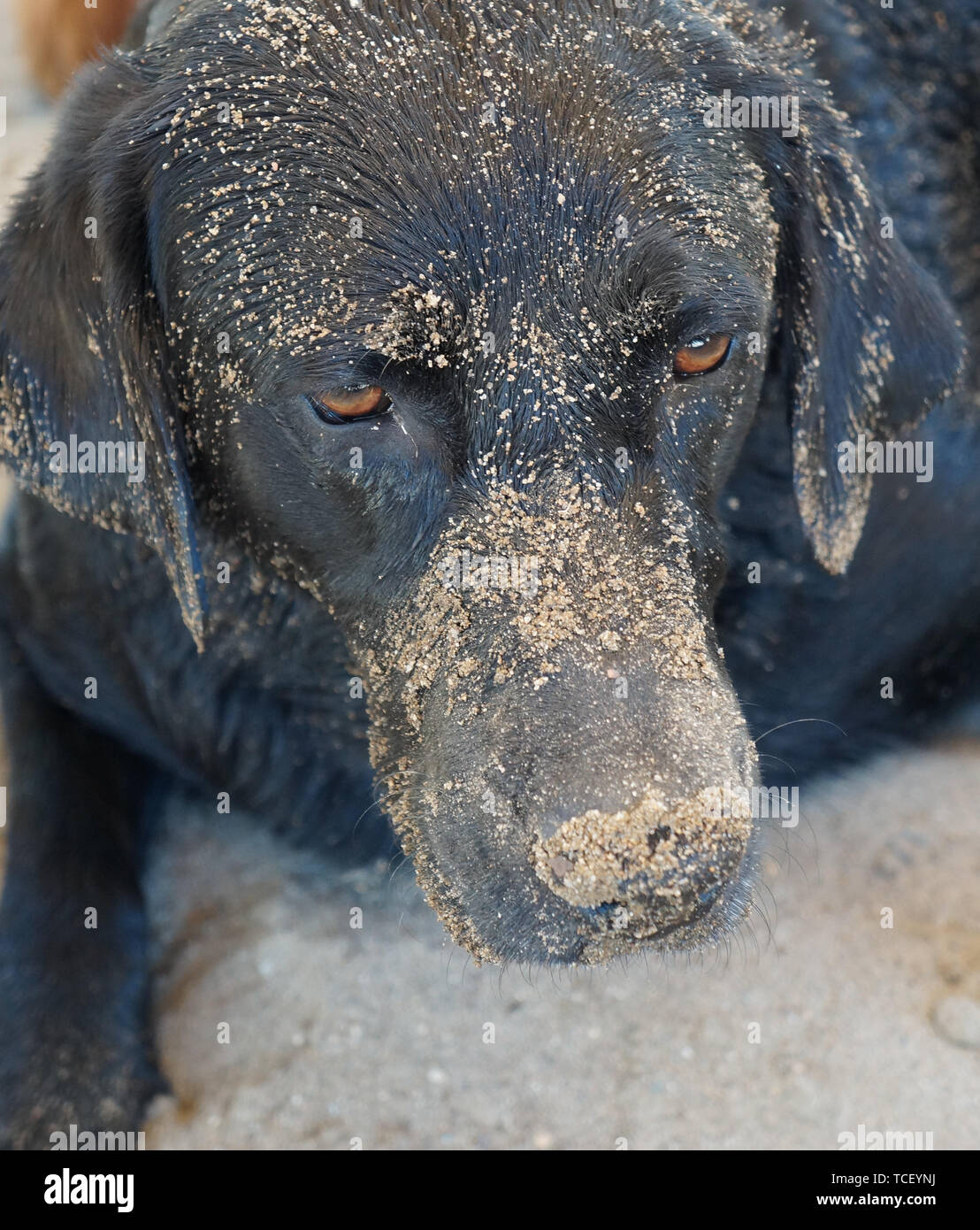 Dog covered in sand dirt Stock Photo - Alamy