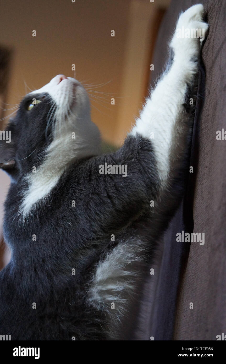 cat clawing couch Stock Photo Alamy