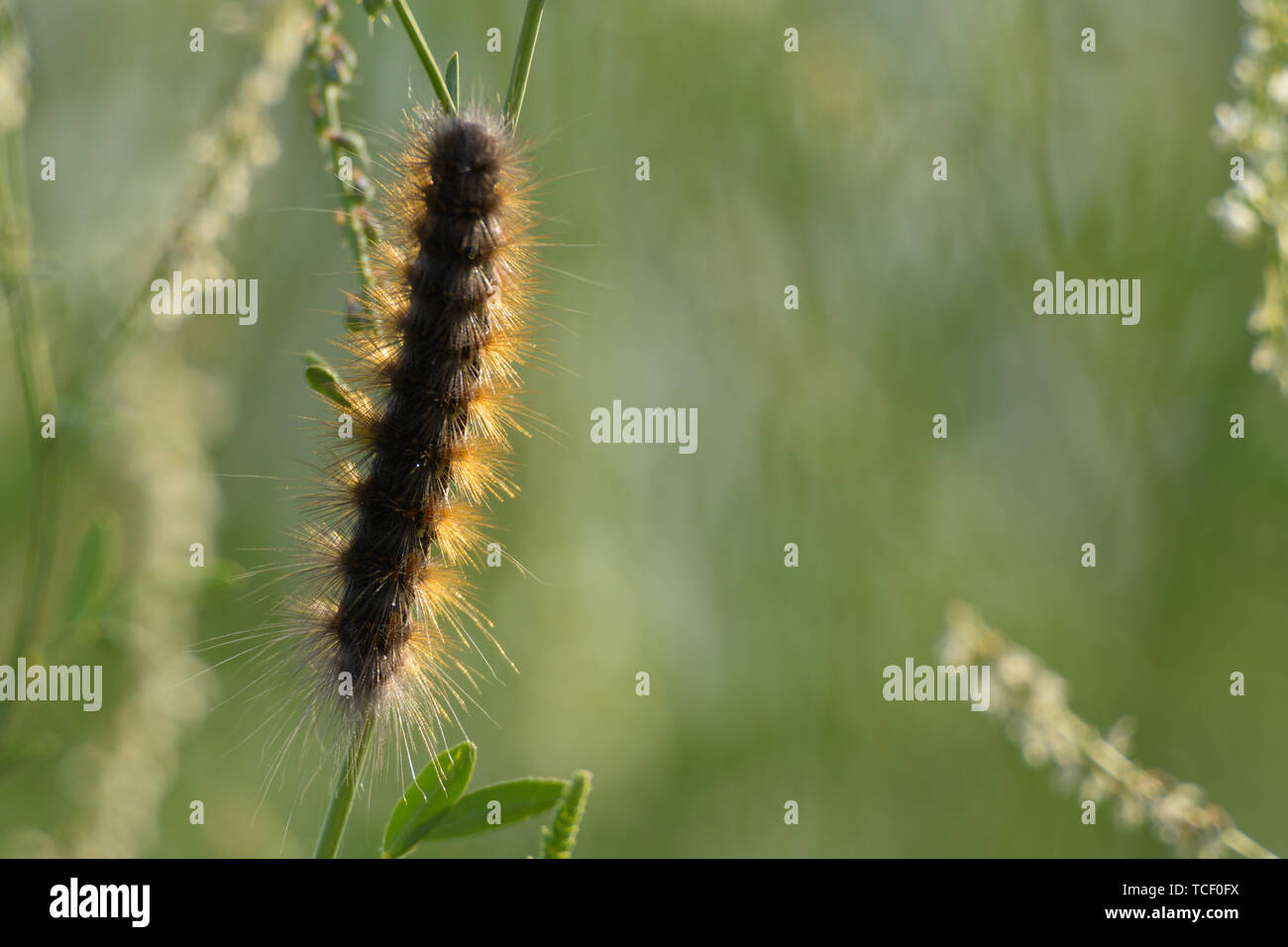 Fluffy caterpillar hires stock photography and images Alamy