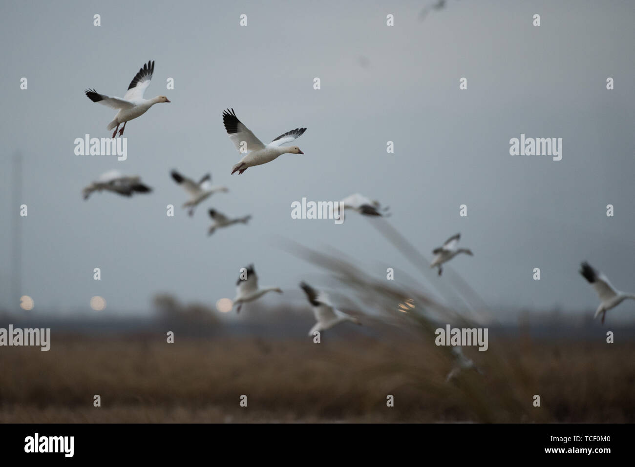 View of flock of wild geese flying in dusk above ground of wetland Stock Photo