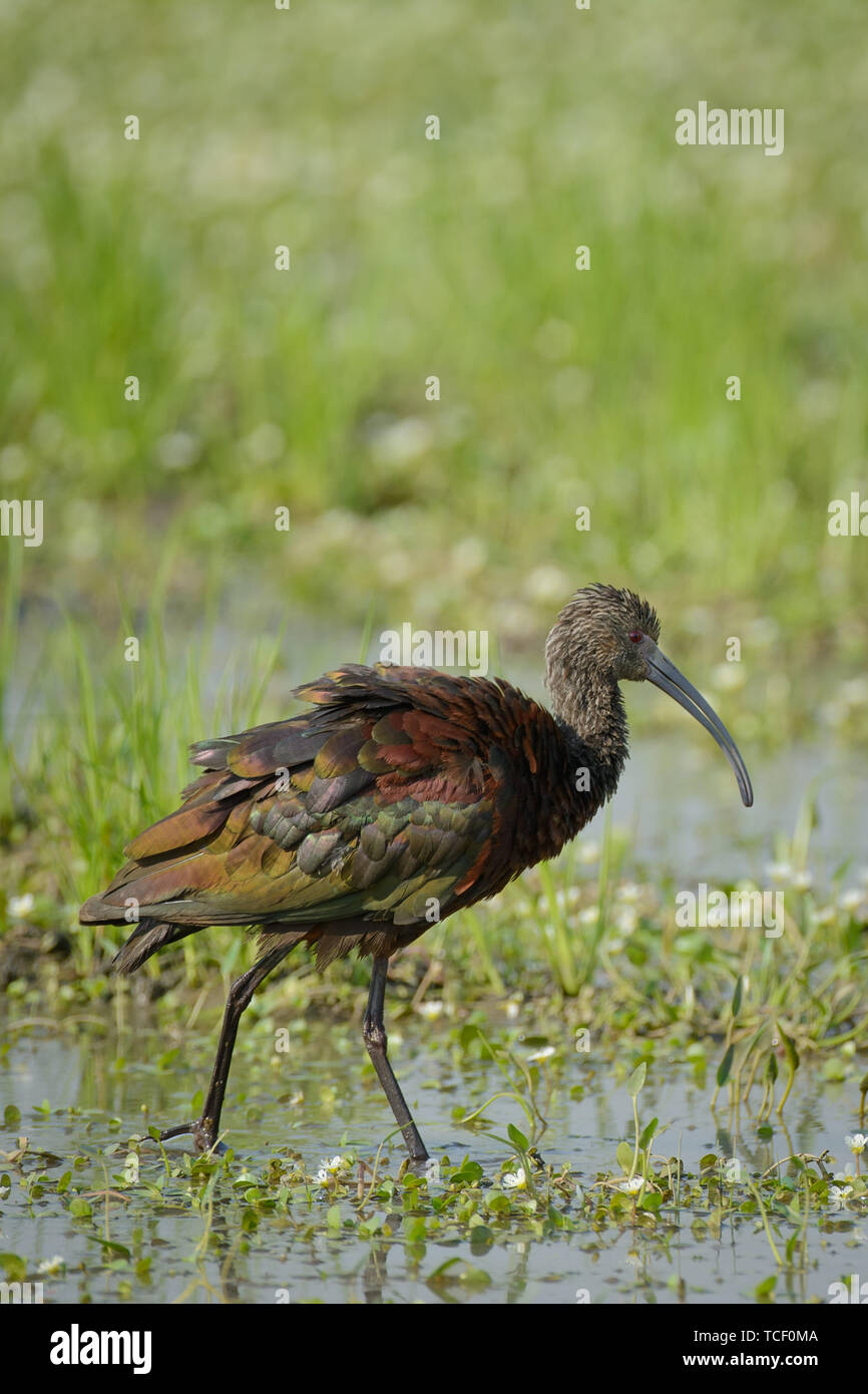 A glossy ibis bird wading in marsh water with ruffled feathers. Stock Photo