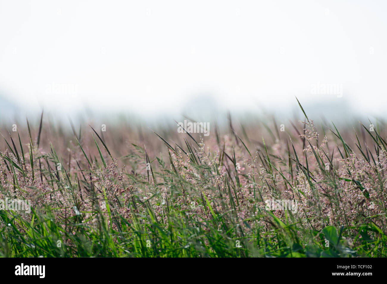 Grain blowing in wind hi-res stock photography and images - Alamy