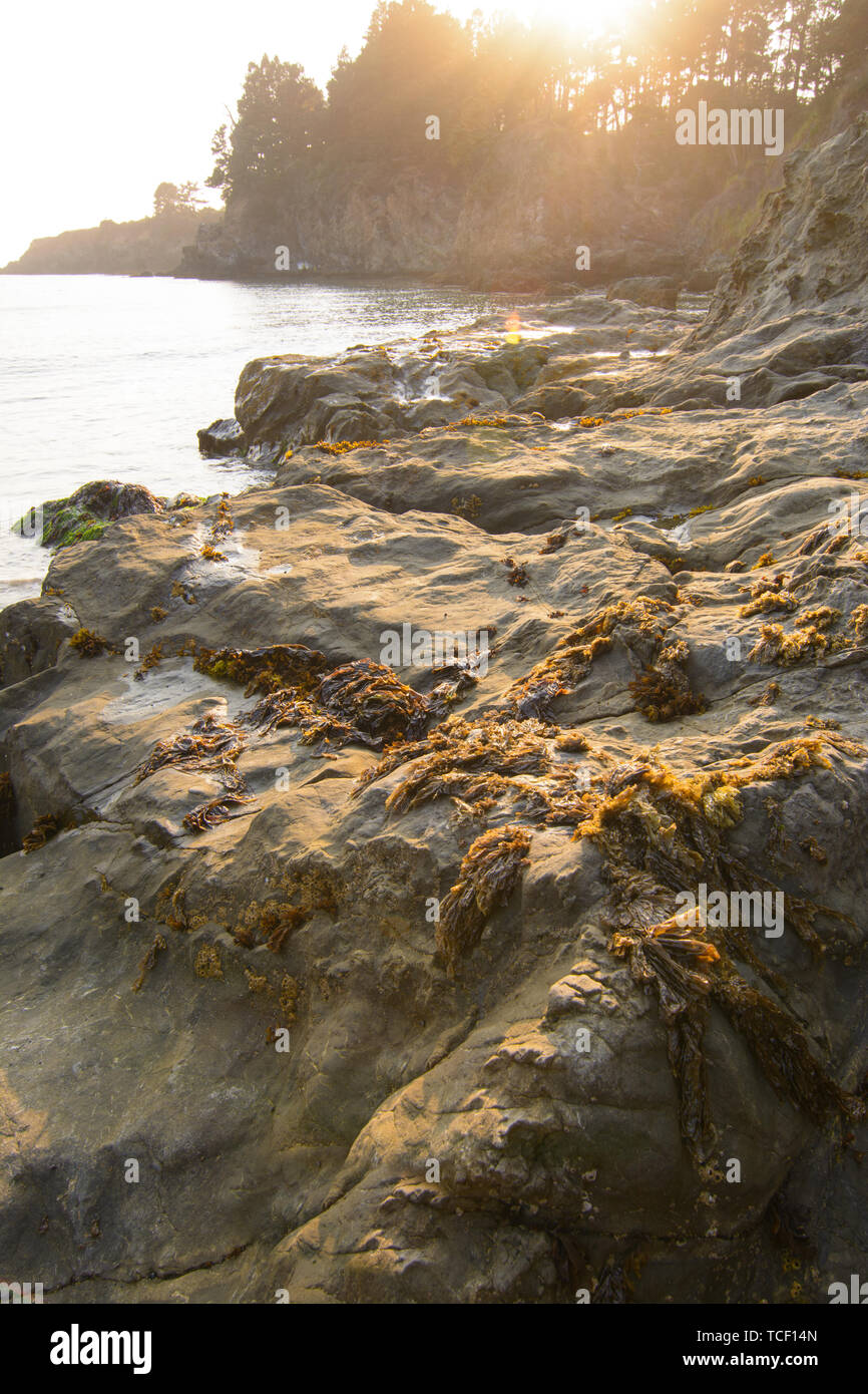 landscape of sea weed kelp on rock at low tide and sun set Stock Photo ...