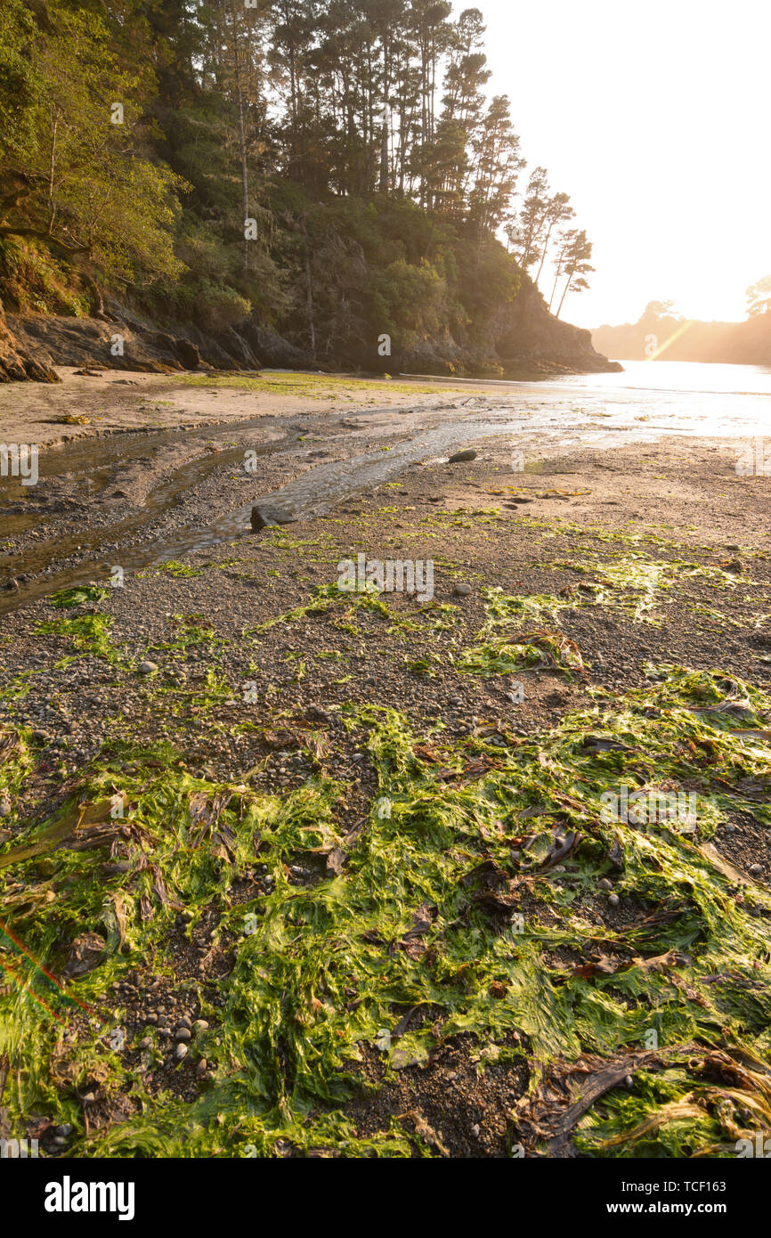 sea weed piled up at low tide at a beach near mendocino california Stock Photo