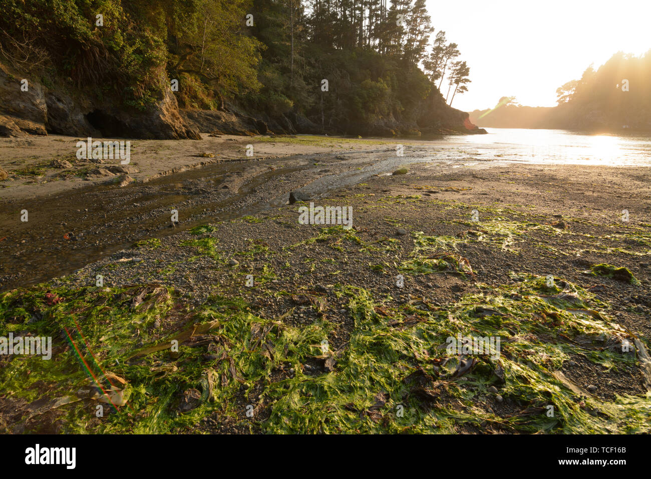 pile up of sea weed at low tide at a beach near mendocino california Stock Photo