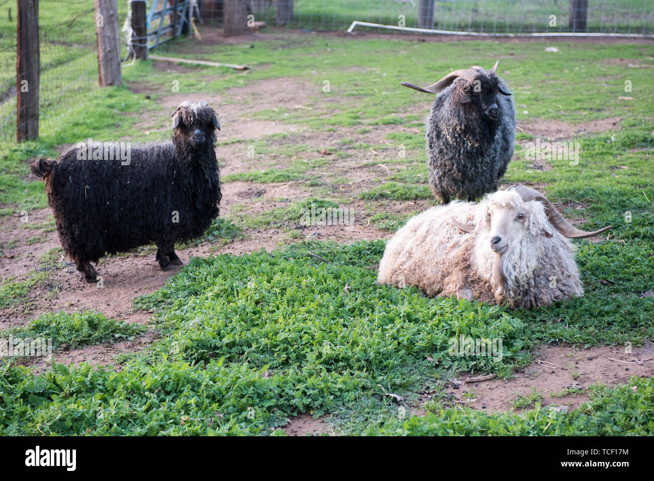View of black and white sheep and rams on ground in green rural paddock Stock Photo Alamy