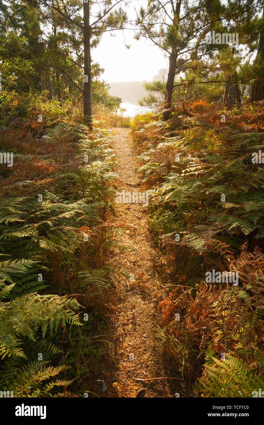 Hiking trail through forest with ferns hi-res stock photography and ...