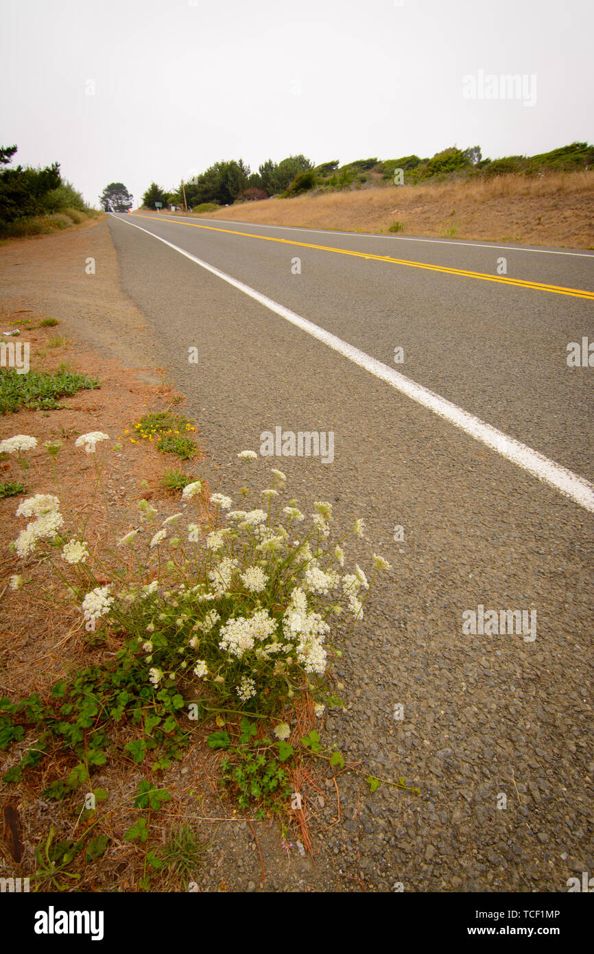 side of the road of highway 1 near mendocino california Stock Photo