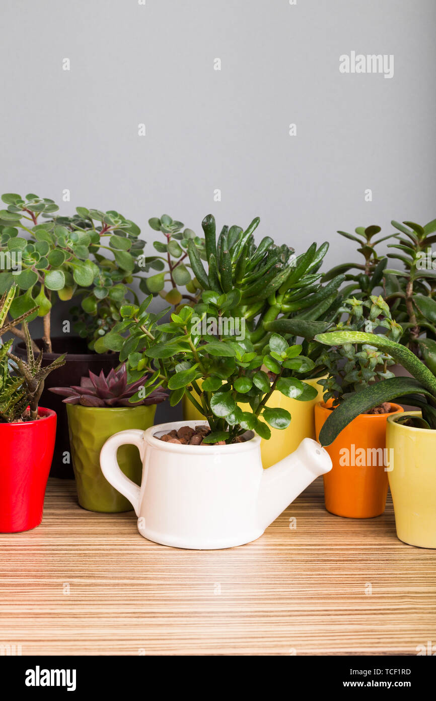 House plants. Succulents Stock Photo Alamy