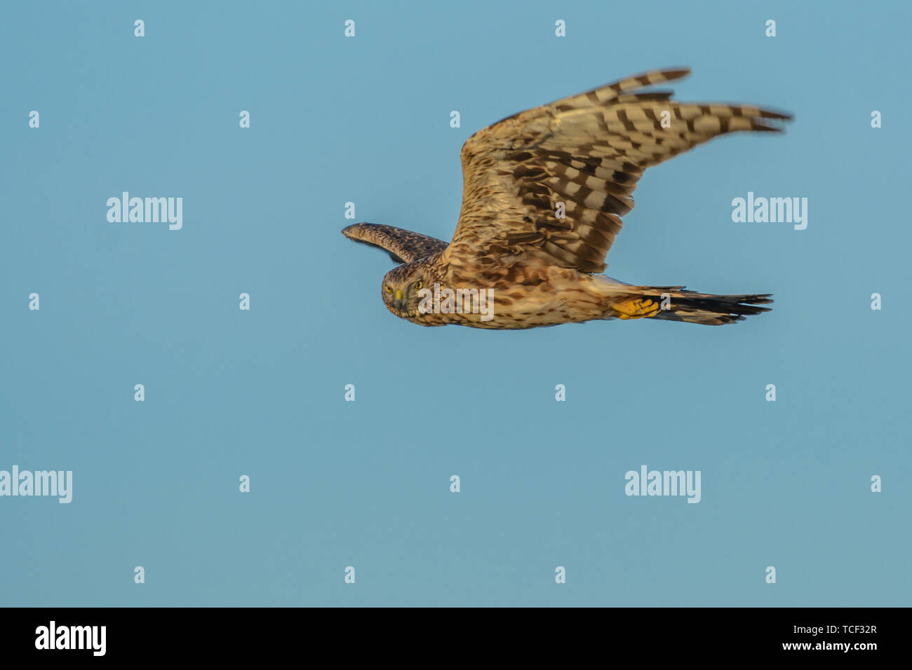Hen harrier flying hi-res stock photography and images - Alamy