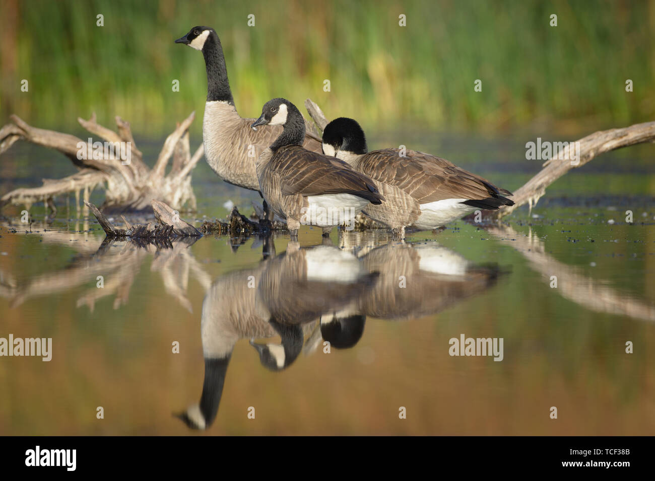 Thre canadian geese wading through shallow water. Stock Photo