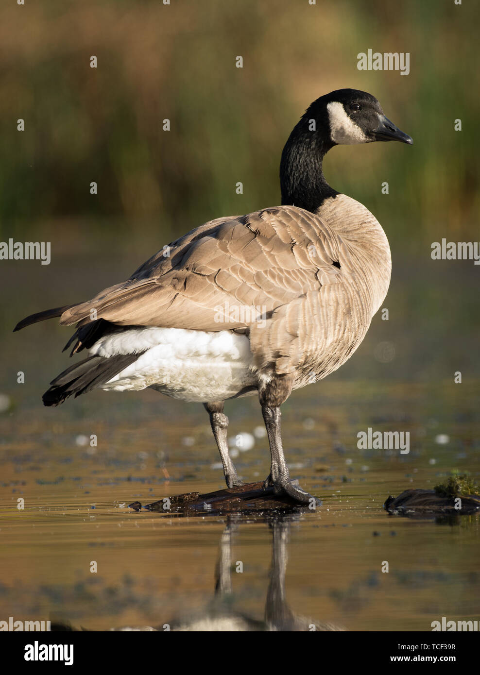 A canadian goose standing on a log out of the water looking over shoulder  Stock Photo - Alamy
