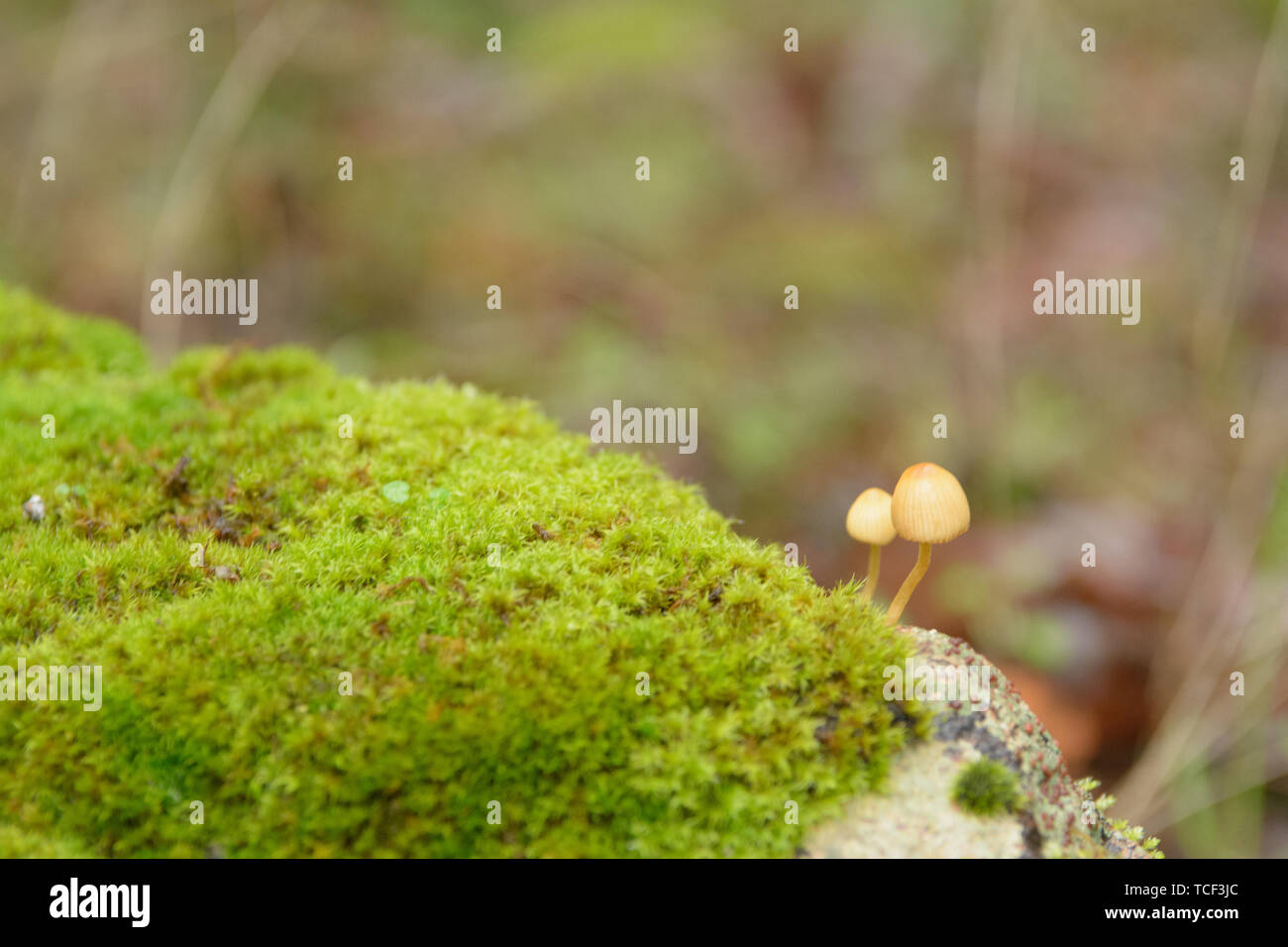 Close up view of green moss growing on rock with small wild inedible mushrooms on blurred background Stock Photo