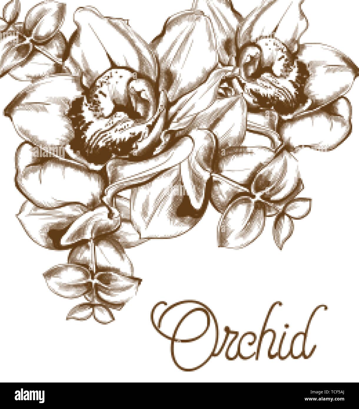 Orchid Flowers And Line Art Vector Old Effect Bouquet Decor