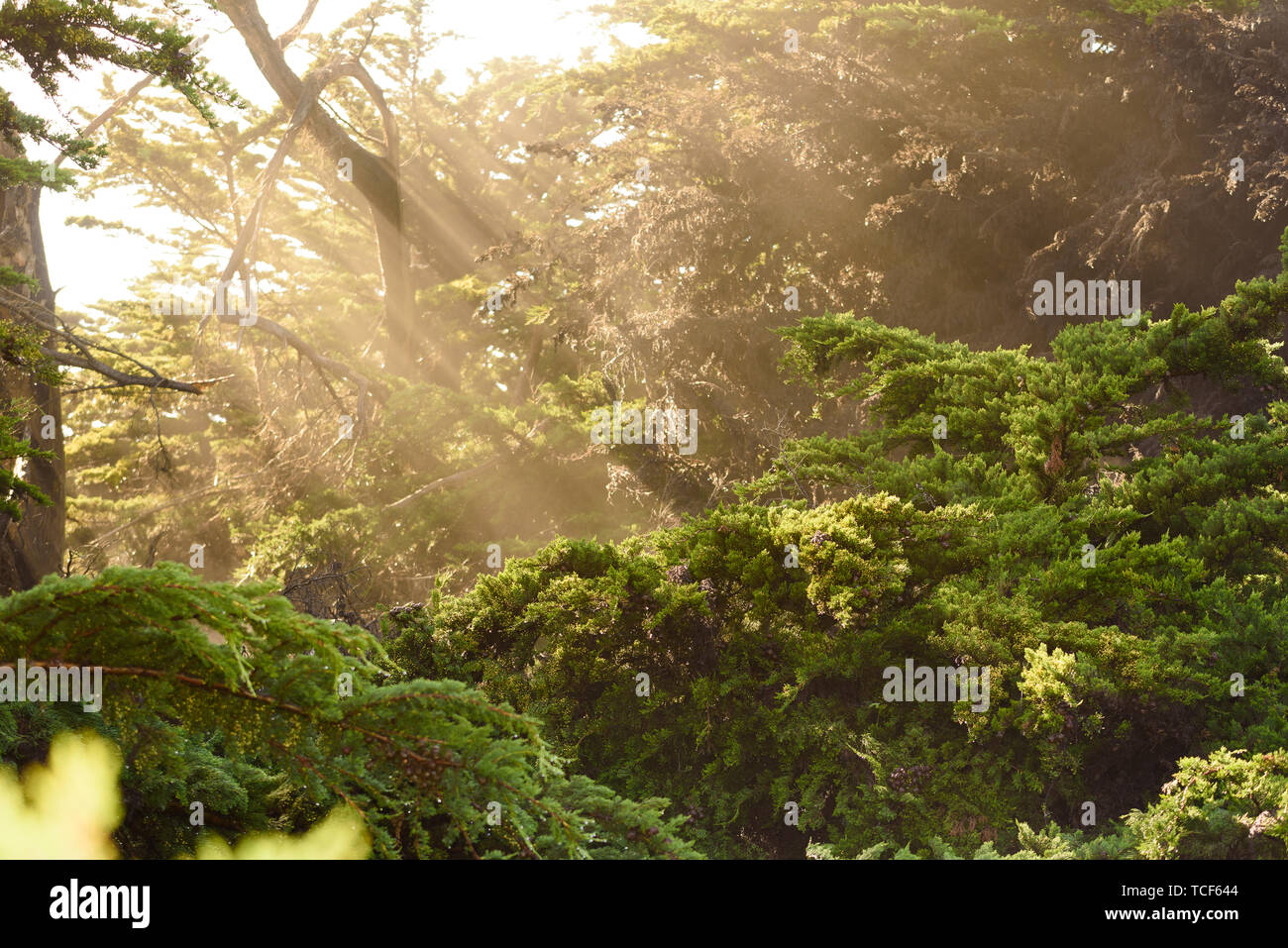 light beaming through the forest Stock Photo