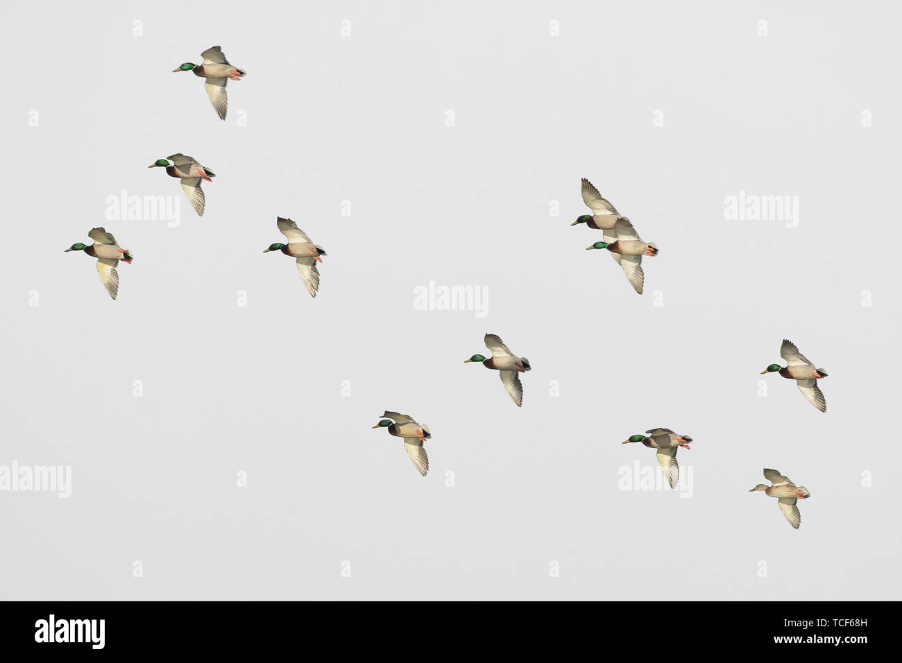 Flock of mallard duck drake males in flight locked up isolated on white  Stock Photo - Alamy