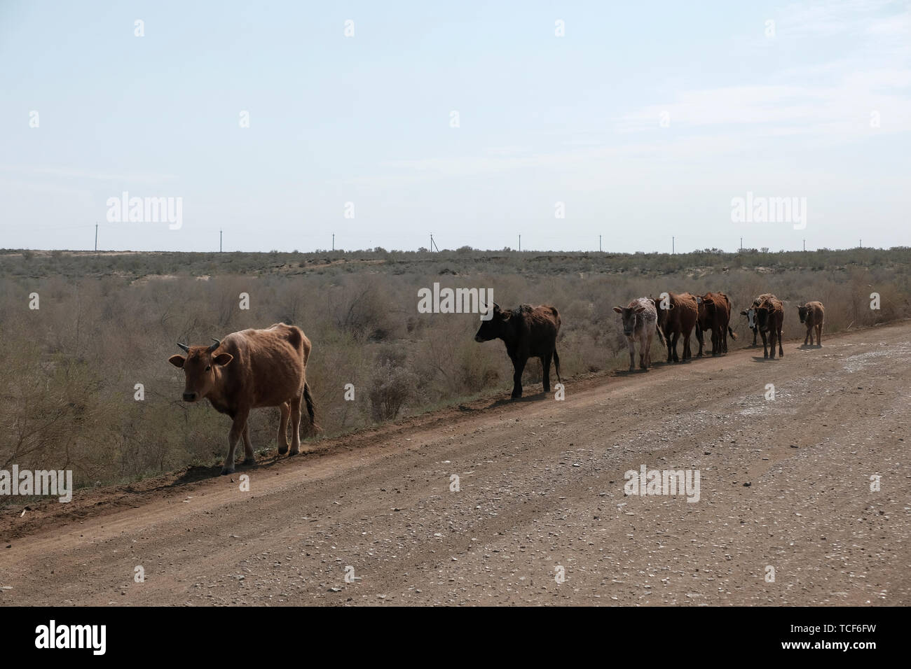 Cattle walk through the dry seabed of Aral Sea which was once the 4th largest in the world now a salty, poisoned wasteland called the Aralkum Desert. Republic of Karakalpakstan, Uzbekistan Stock Photo