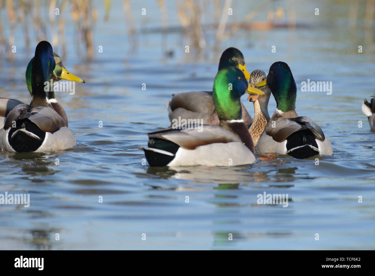 Flock of ducks floating in pure still lake on background of dried yellow sedge Stock Photo