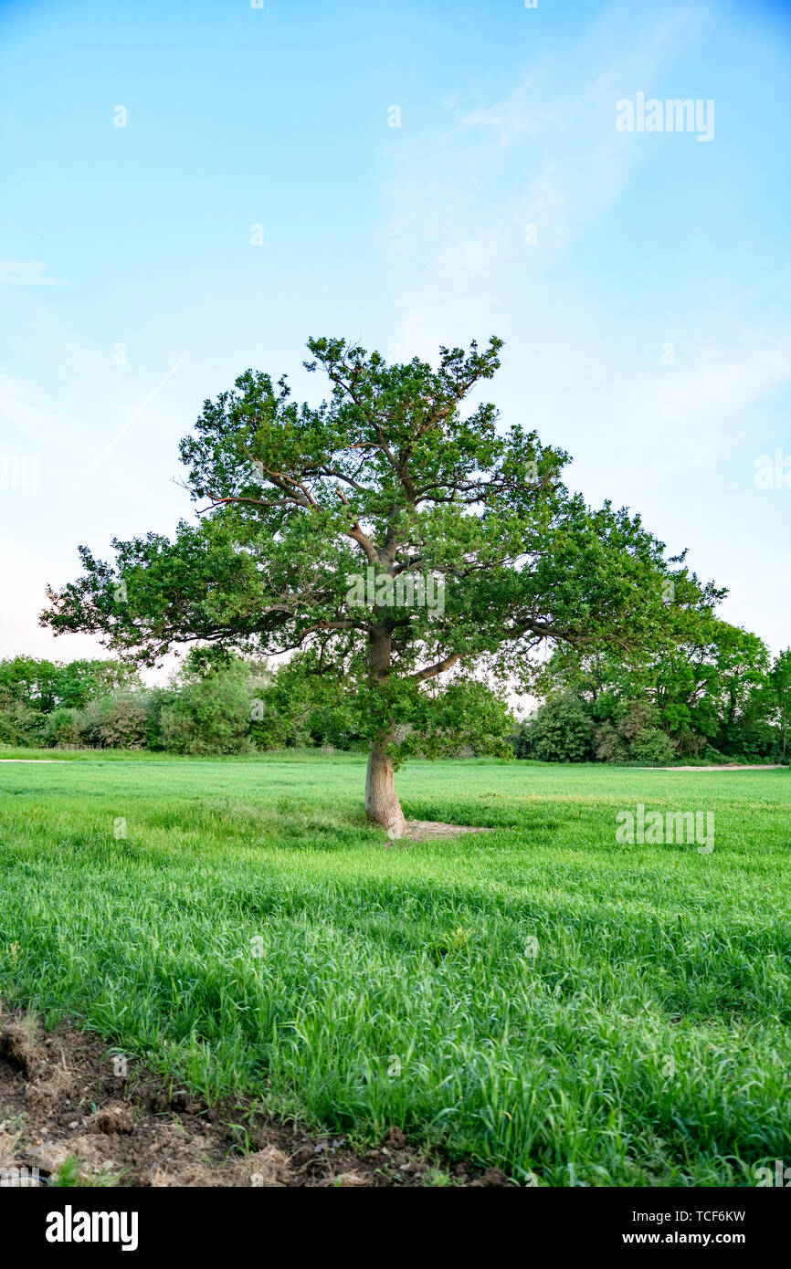 Old Oak tree growing in a green wheat field. UK agricultural background ...